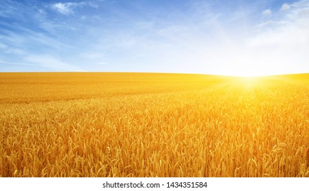 Wheat Field And Sun In The Sky