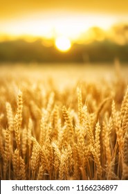 Wheat Field And Sun In Summer