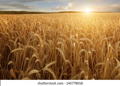 A Wheat Field With The Sun Touching The Horizon In A Blue Sky With Clouds