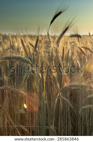 Similar – Image, Stock Photo summer evening Clouds