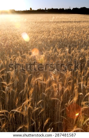 Similar – Uniform autumnal sunflowers point towards the village