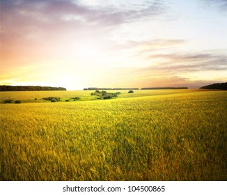 Wheat Field At Sunset