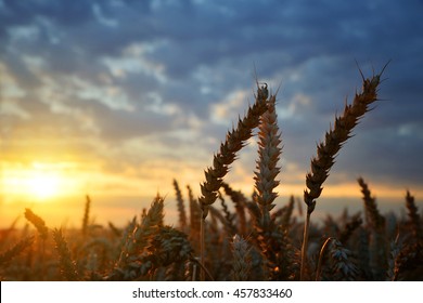 Wheat Field In The Sunset