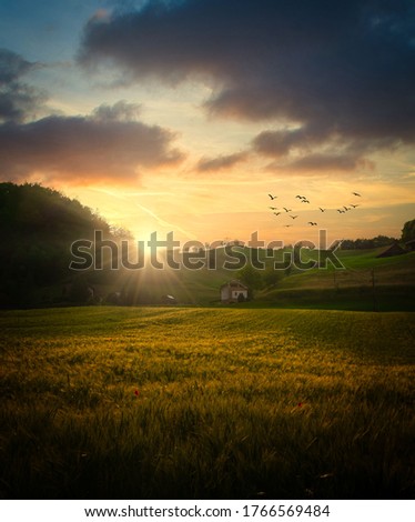 Wheat field at the sunset