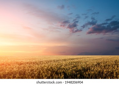 Wheat field sunset background with dramatic sky - Powered by Shutterstock - Get 15% off with code: PIKWIZARD15