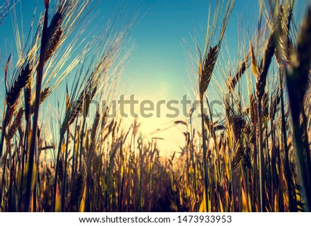 Similar – Image, Stock Photo summer evening Clouds