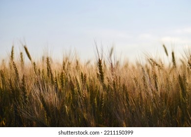 Wheat Field At Sunset. Grain Harvest Against The Sky, Against The Sun, Close-up.