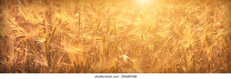 Wheat field in a sunset light, abstract