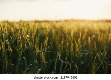 Wheat Field In Sunset Light. Green Wheat Or Rye Ears And Stems  Close Up In Warm Evening Sunshine. Tranquil Atmospheric Moment. Agriculture And Cultivation. Summer In Countryside, Wallpaper