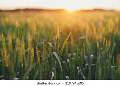 Wheat Field In Sunset Light. Green Wheat Or Rye Ears And Stems  Close Up In Warm Evening Sunshine. Tranquil Atmospheric Moment. Agriculture And Cultivation. Summer In Countryside, Wallpaper