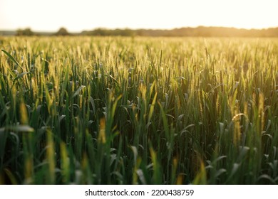 Wheat Field In Sunset Light. Green Wheat Or Rye Ears And Stems  Close Up In Warm Evening Sunshine. Tranquil Atmospheric Moment. Agriculture And Cultivation. Summer In Countryside, Wallpaper