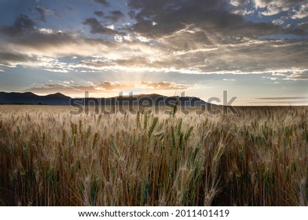 Wheat field with sunset and mountain in background