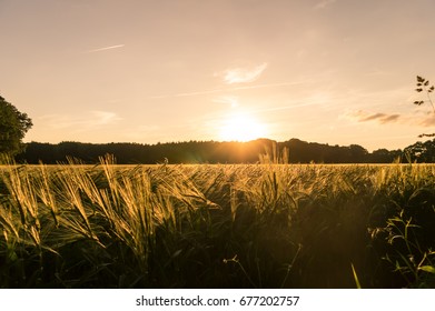 Wheat Field at Sunset - Selective Focus