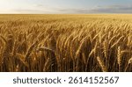 Wheat field swaying in the wind