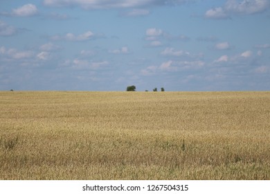 wheat field with tree