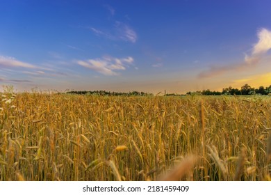 Wheat field in Ukraine - a symbol of Ukraine. - Shutterstock ID 2181459409