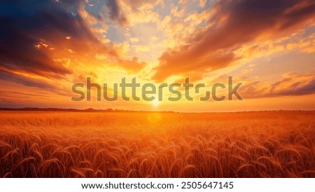a wheat field under a dramatic sunset, with soft clouds and warm hues