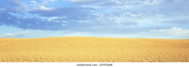 Wheat field under the sky