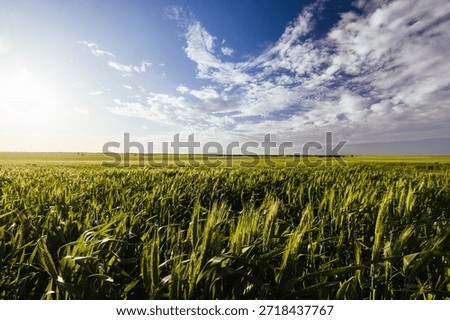 A wheat field under spring time sunset win the Wimmera Mallee region near Woomelang, Victoria, Australia