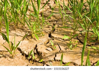 Wheat Field With Vast Unproductive Areas - Famine Concept
