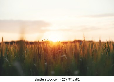 Wheat Field In Warm Sunset Light. Wheat Or Rye Ears And Stems Close Up In Evening Sunshine. Tranquil Atmospheric Moment. Agriculture And Cultivation. Summer In Countryside, Wallpaper