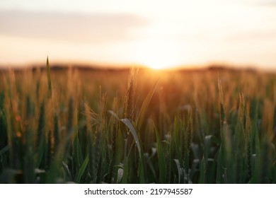 Wheat Field In Warm Sunset Light. Wheat Or Rye Ears And Stems Close Up In Evening Sunshine. Tranquil Atmospheric Moment. Agriculture And Cultivation. Summer In Countryside, Wallpaper