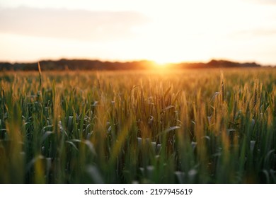 Wheat Field In Warm Sunset Light. Wheat Or Rye Ears And Stems Close Up In Evening Sunshine. Tranquil Atmospheric Moment. Agriculture And Cultivation. Summer In Countryside, Wallpaper