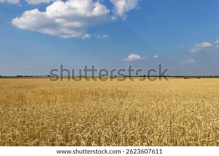 It is a wheat field, which has a lot of wheat.