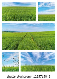 wheat fields blue sky 