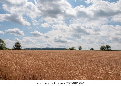 Wheat Fields In The British Summertime.