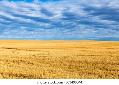 Wheat fields and clouds in Billings, Montana. 