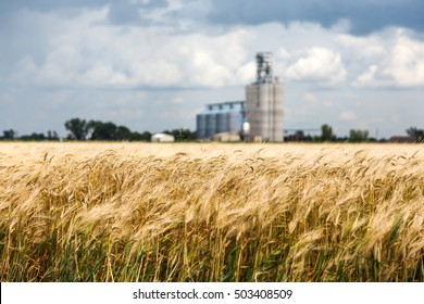 Wheat Fields And Grain Elevator In Sidney, Montana During A Rain Storm On A Summer Day. 