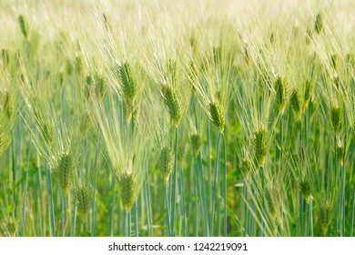 Wheat fields of image