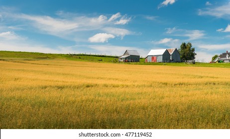 Wheat Fields In New Brunswick, Canada.