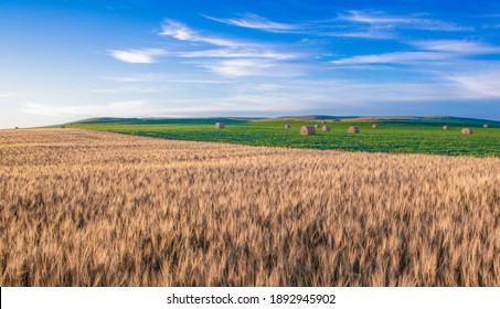 Wheat fields in North Dakota with soybeans in back