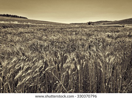 Similar – Image, Stock Photo Landscape with meadows, fields and trees in morning sun and fog