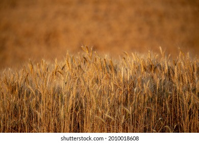 Wheat Fields On The Palouse Near Moscow, Idaho