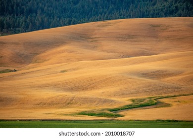 Wheat Fields On The Palouse Near Moscow, Idaho