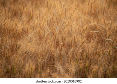 Wheat Fields On The Palouse Near Moscow, Idaho