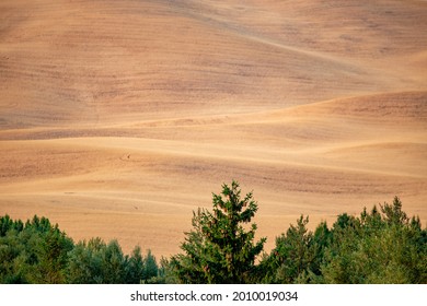 Wheat Fields On The Palouse Near Moscow, Idaho