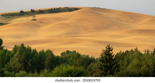 Wheat Fields On The Palouse Near Moscow, Idaho