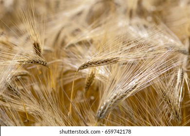 Wheat Fields And Virgo