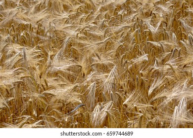 Wheat Fields And Virgo