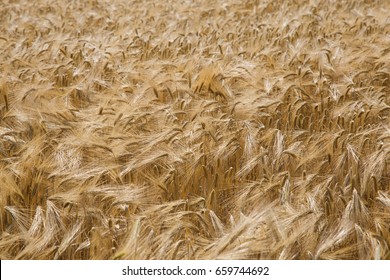 Wheat Fields And Virgo