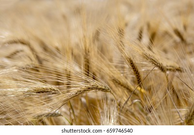 Wheat Fields And Virgo