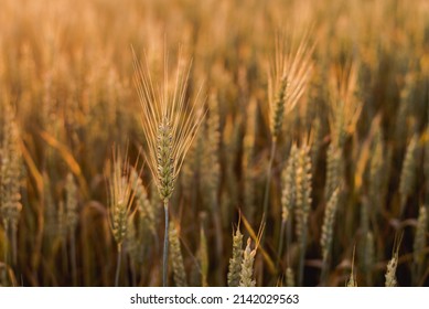 4,190 Wheat filed Images, Stock Photos & Vectors | Shutterstock