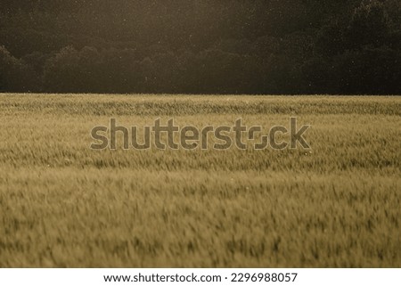 Wheat filed at sunset with pollen floating at the back