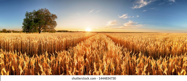 Weizenfliegendes Panorama mit Baum bei Sonnenuntergang, ländliches Land - Landwirtschaft