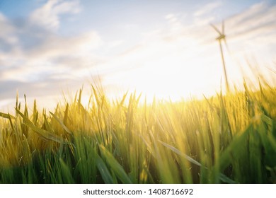 4,882 Wheat field with wind turbine Images, Stock Photos & Vectors ...