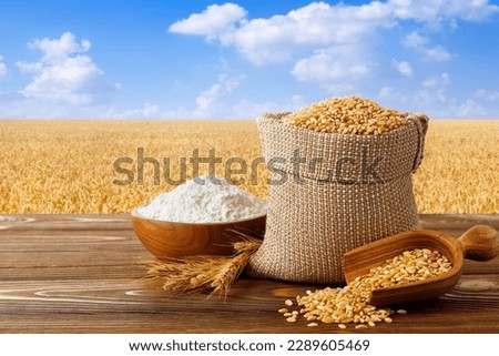 wheat flour in bowl and grains in burlap bag on table with ripe cereal field on the background